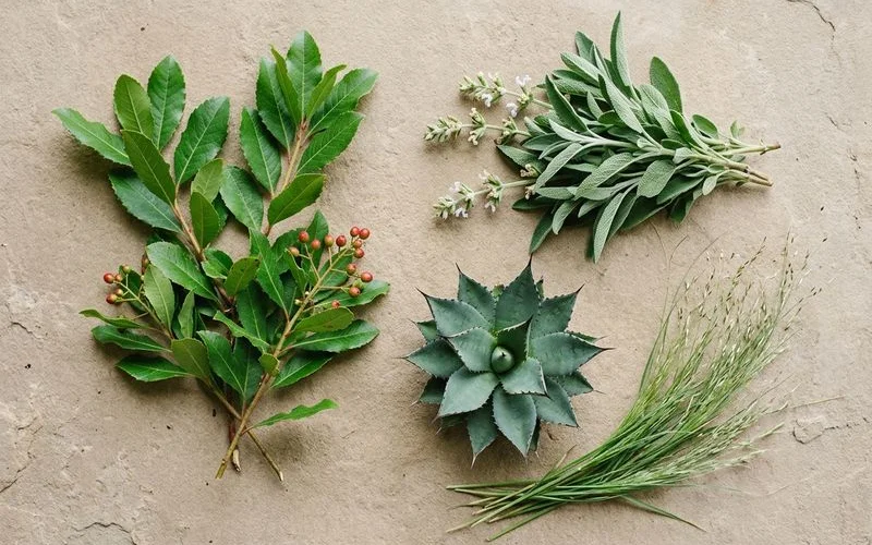 Designer plant palette flat-lay with toyon, salvia, agave, and deer grass